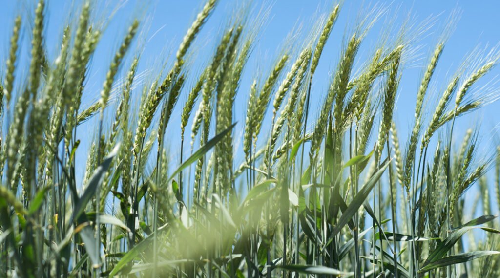 La compañía llevará al Congreso Aapresid 2026 con la fuerza de Expoagro tres novedades genéticas: un híbrido de sorgo con doble tecnología, dos nuevas variedades de trigo y Carrington, su primera incorporación en arveja verde.