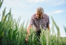 OCP Nutricrops pone el foco en la fertilidad del suelo y presenta su estrategia de nutrición