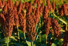 Con lanzamientos en trigo, sorgo y arveja, RGT amplía su oferta genética para el agro argentino