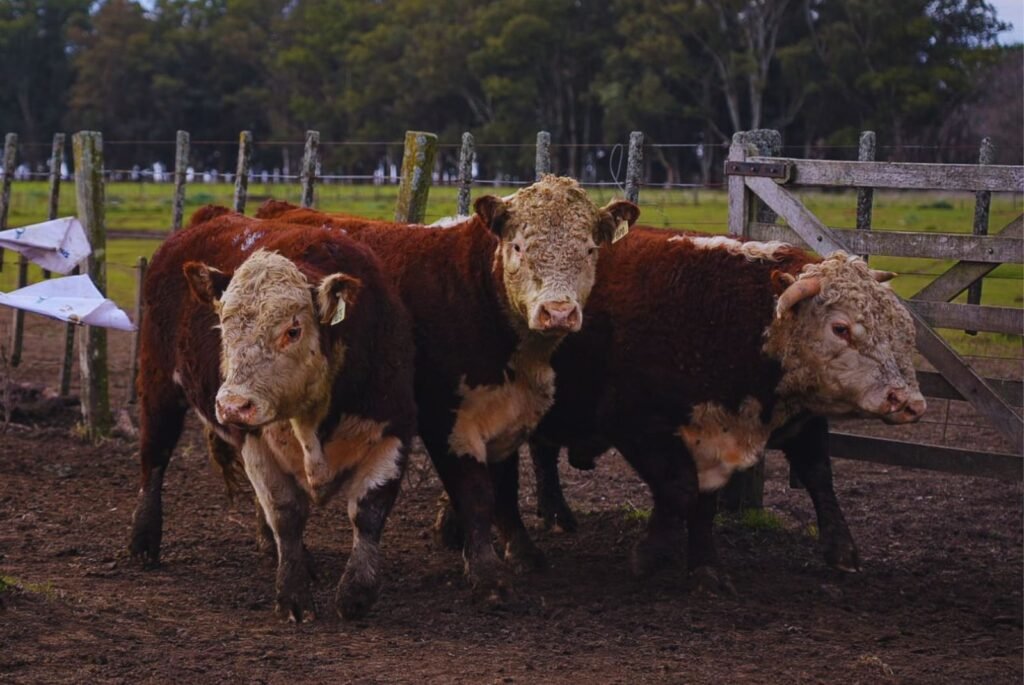 Un estudio del INTA Cuenca del Salado analizó cómo la selección genética para incrementar el peso de faena —mediante el aumento de peso de la vaca— impacta sobre la productividad y la eficiencia de los sistemas pastoriles.