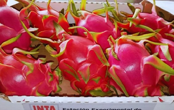 Con la generación de información técnica y la evaluación de nuevos materiales, el INTA Yuto busca acompañar el desarrollo de este cultivo emergente que podría convertirse en una alternativa productiva para las regiones subtropicales del país.