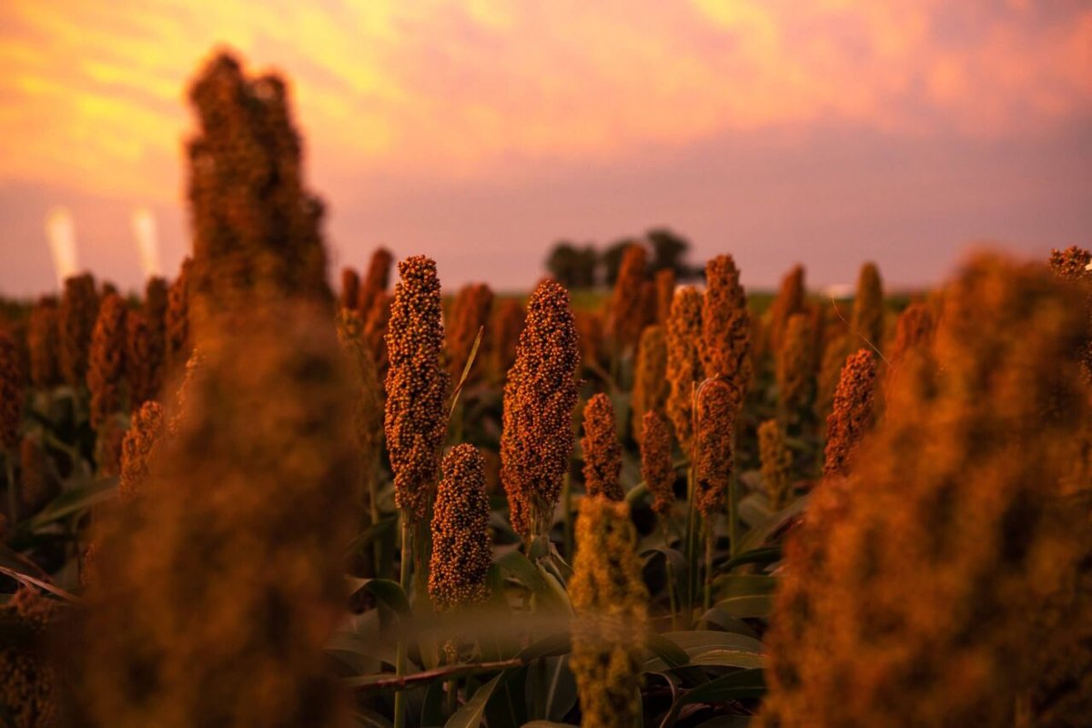 Sorgo Granífero con tecnología