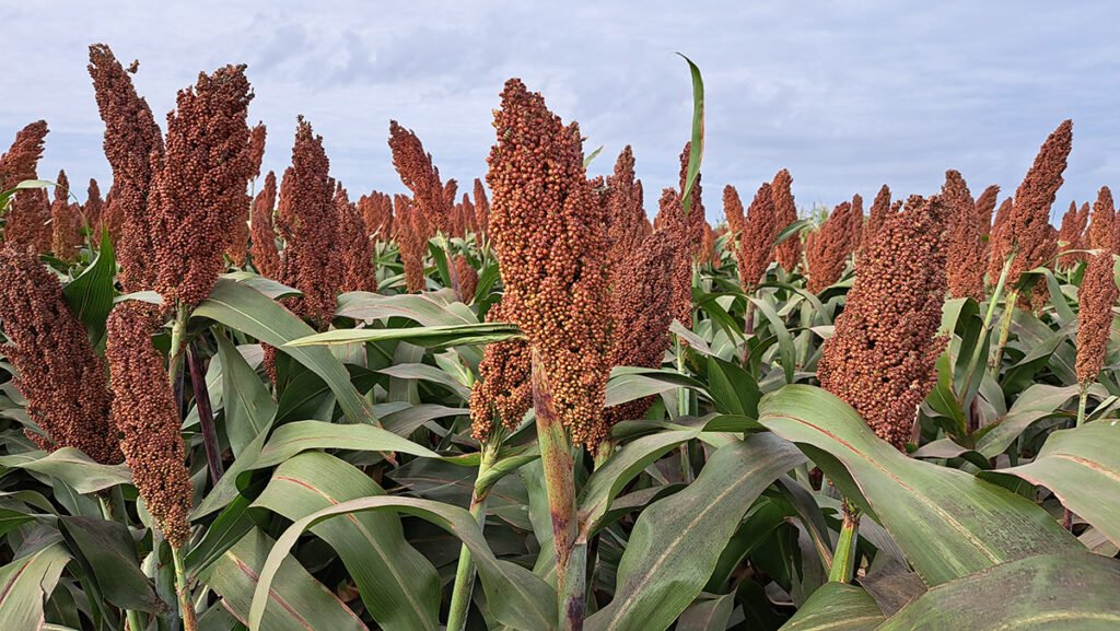     El sistema radicular del sorgo mejora la exploración del suelo y aporta mayor estabilidad en ambientes con restricciones hídricas.