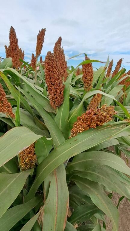 El sorgo vuelve a crecer en Argentina impulsado por su estabilidad productiva y su menor exposición a la chicharrita del maíz.