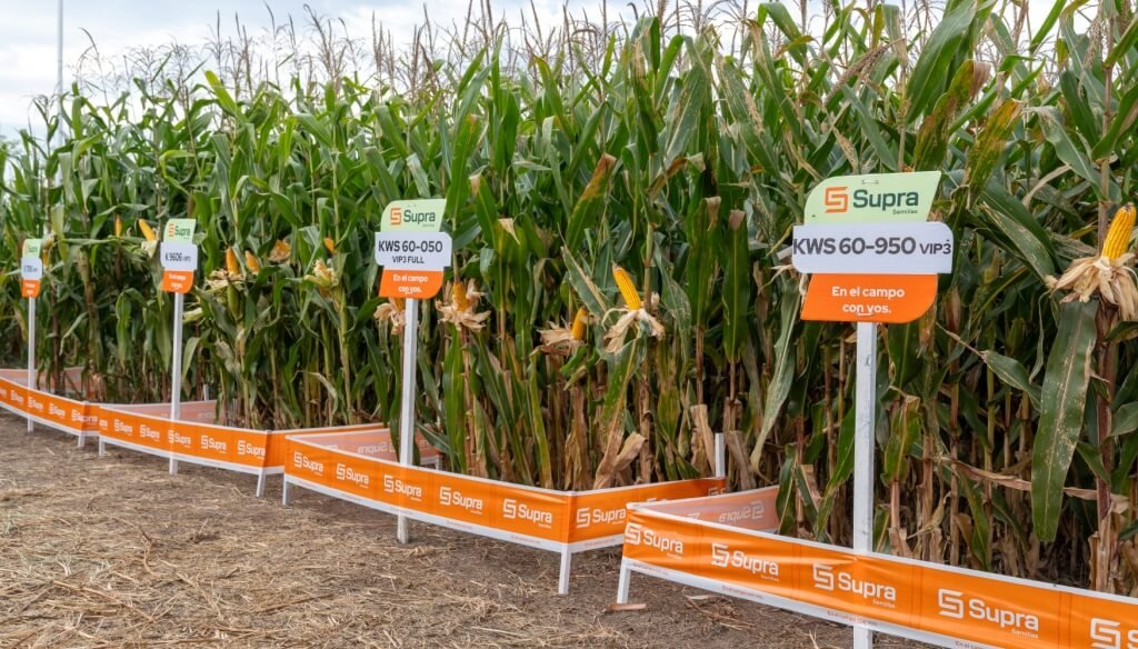 Productores evaluando silaje de maíz Supra