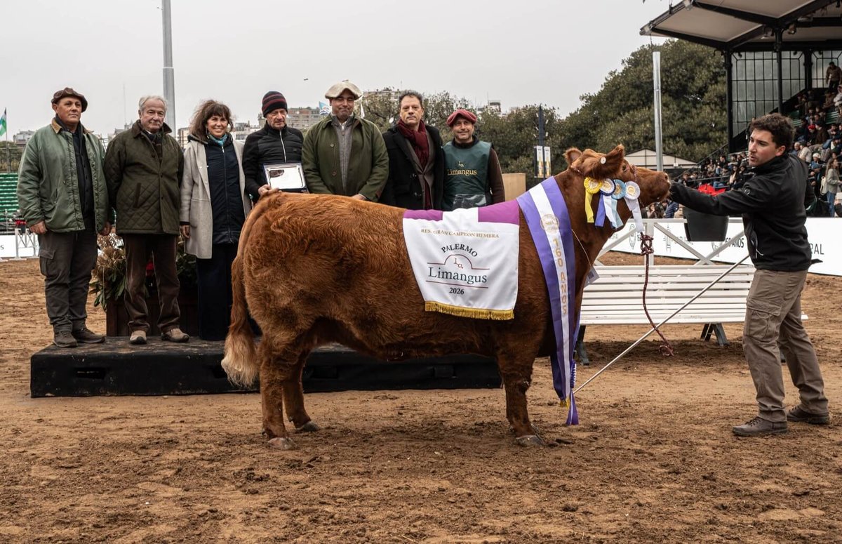 Los Limangus pisaron fuerte en La Rural: confirmaron su calidad carnicera, liderando el Block Test 1