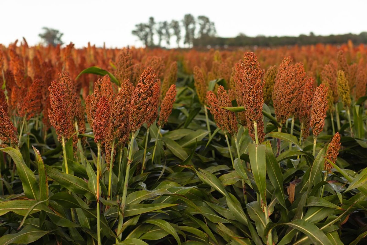 La genética le gana al pulgón amarillo y abre una nueva etapa del sorgo en Argentina 1