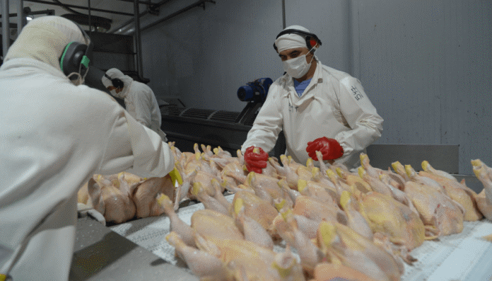 pollos sagyp aviar avicultura