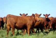 La faena bovina se encamina a cerrar el año por debajo de 2025, con más kilos por animal
