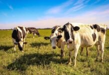 Cómo preparar los sistemas lecheros para afrontar El Niño