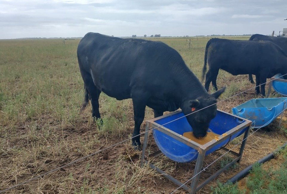 Un estudio del INTA —en el que participaron investigadores de Balcarce, Buenos Aires, y Anguil, La Pampa— y del Instituto de Investigaciones en Ciencia y Tecnología de Materiales (Intema) evalúa el desempeño de films compostables biobasados como alternativa a los plásticos de un solo uso en la indus