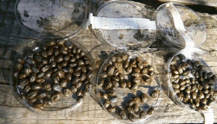 garrapatas en bovinos