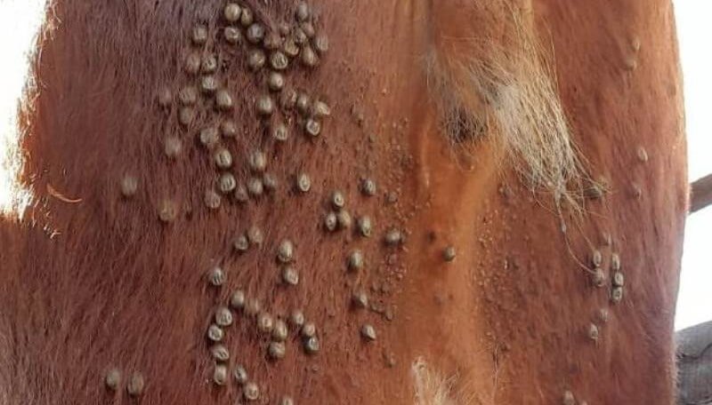 El Senasa le planta batalla a la garrapata bovina: estrategias por zonas y más herramientas de control 1 garrapatas en bovinos
