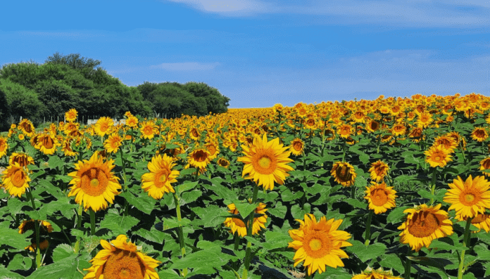 area bolsa