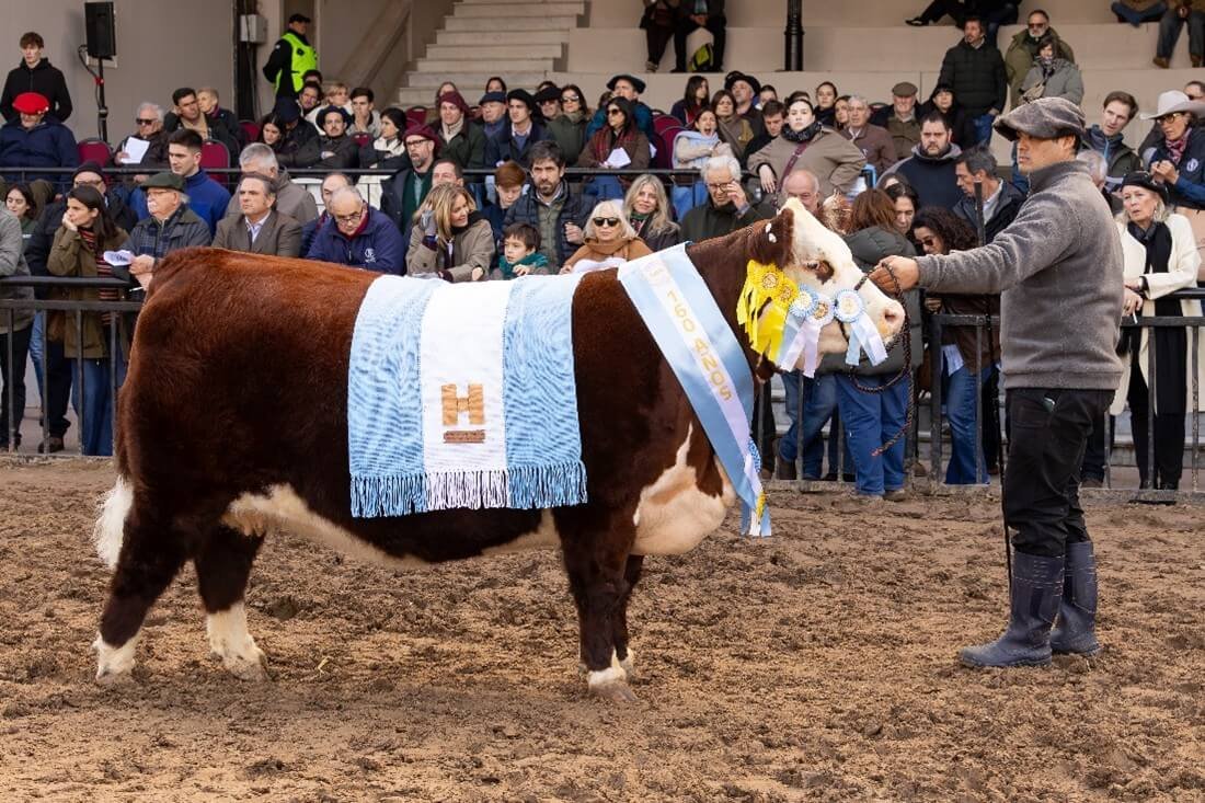 gran campeon hembra hereford