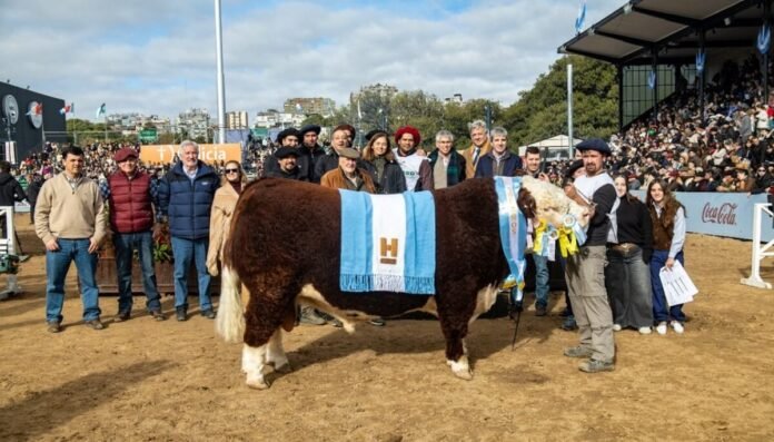 gran campeon macho