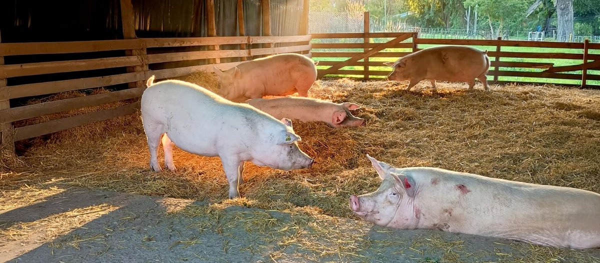 Hito de la ciencia argentina: en la UBA nació el primer cerdo de Latinoamérica modificado genéticamente 1 Lechón clonado en la UBA