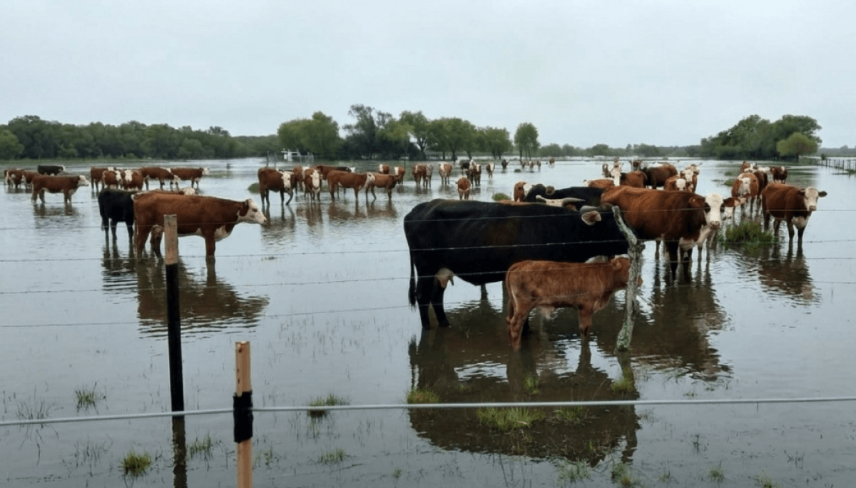 Ganado en inundaciones