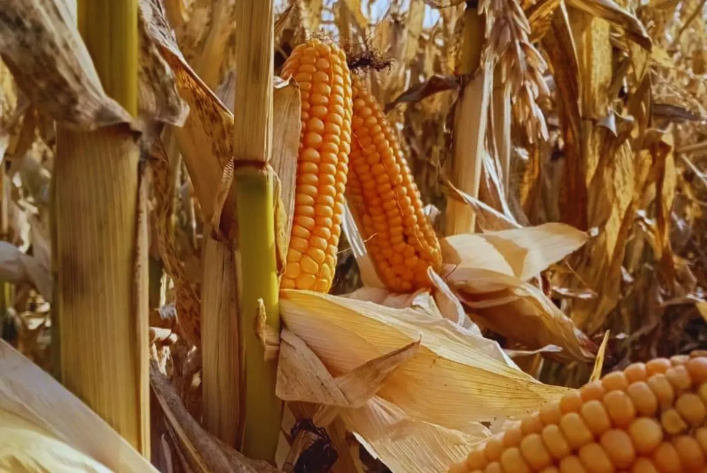 En la región más austral del país, el INTA evaluó la factibilidad de adaptación productiva de maíces precoces para la alimentación animal en la región.