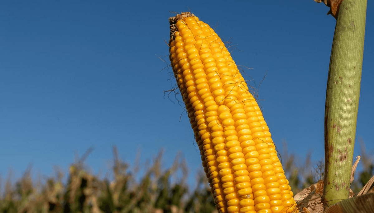 Maíz y silaje Supra: maximizar kilos de carne por hectárea