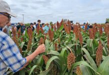 El sorgo vuelve a ganar protagonismo: por qué los productores empiezan a mirarlo como una alternativa cada vez más rentable La incorporación de nuevas tecnologías y un manejo agronómico más preciso están impulsando una nueva etapa para el sorgo, un cultivo que vuelve a ganar protagonismo en distintas regiones agrícolas del país.