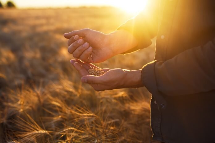 Día de la Conservación del Suelo: cómo las buenas prácticas mejoran el trigo y preservan la fertilidad