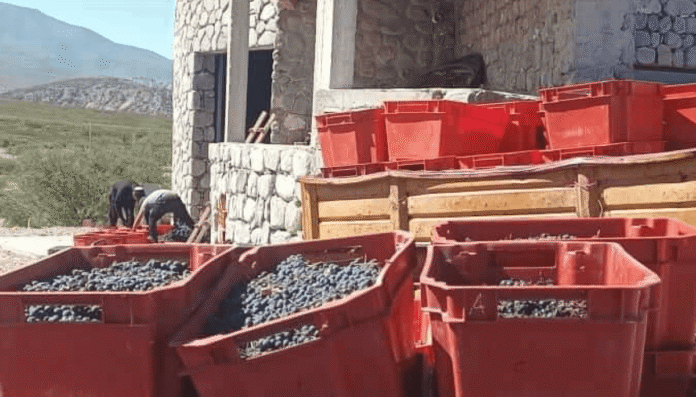 Bodega los amaichas 6