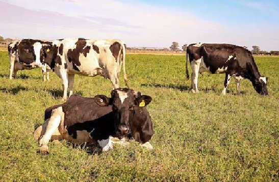 La confirmación de El Niño para los próximos meses aumenta la probabilidad de lluvias superiores a lo normal, especialmente en la cuenca del Plata. Ante este escenario, especialistas del INTA Rafaela destacan la importancia de anticiparse para tomar decisiones estratégicas para reducir el impacto.