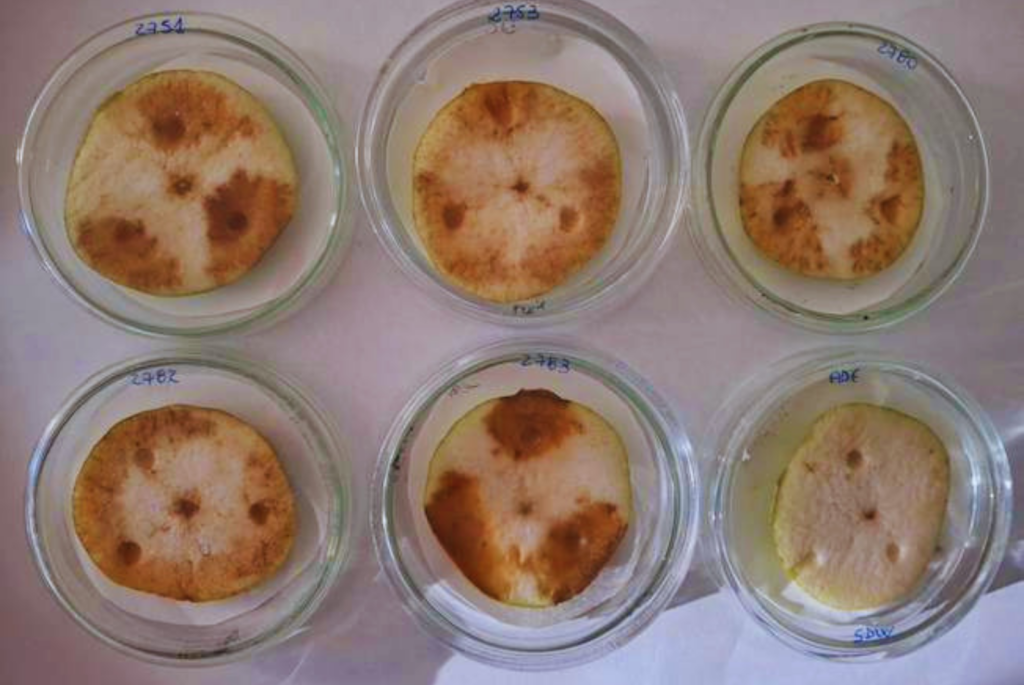 Investigadores del INTA Alto Valle detectaron la presencia de Rahnella aceris, un patógeno que provoca podredumbre en frutos de pepita durante el período de conservación en frío. Esta enfermedad bacteriana se manifiesta con podredumbre marrón, blanda y cóncava en la fruta.