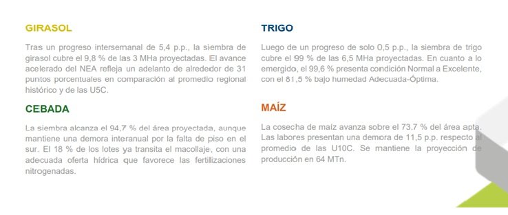 Según se pudo observar, la siembra de girasol marcó un progreso de 5,4 puntos porcentuales, avanzando sobre el 9,8 % de las 3 MHa proyectadas.