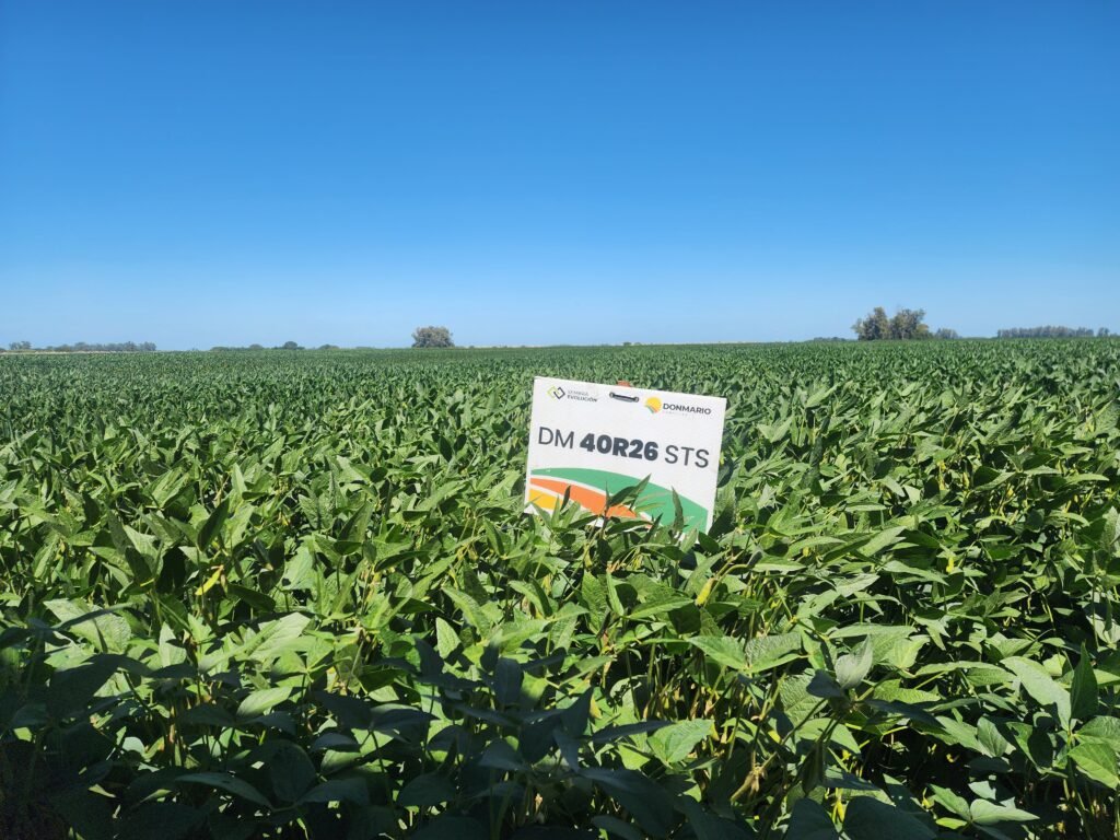El evento se realizará el 21 de agosto, a las 9 horas, vía streaming, y reunirá a especialistas para analizar las principales decisiones agronómicas, tecnológicas y productivas que permiten seguir potenciando los rindes del cultivo.