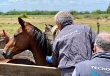 Los mosquitos vuelven a escena y encienden una alerta para los caballos: “No hay que esperar a que aparezca la enfermedad” Con la temporada de mosquitos cada vez más cerca, vuelve la alerta por encefalomielitis equina. Qué vacuna exige Senasa y cómo prevenirla.