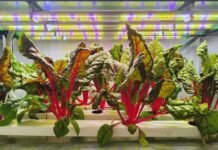 La agricultura vertical gana terreno por su eficiencia hídrica