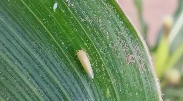 Biofilm trabaja con tratamientos biológicos desde la semilla para mejorar la respuesta fisiológica del cultivo.