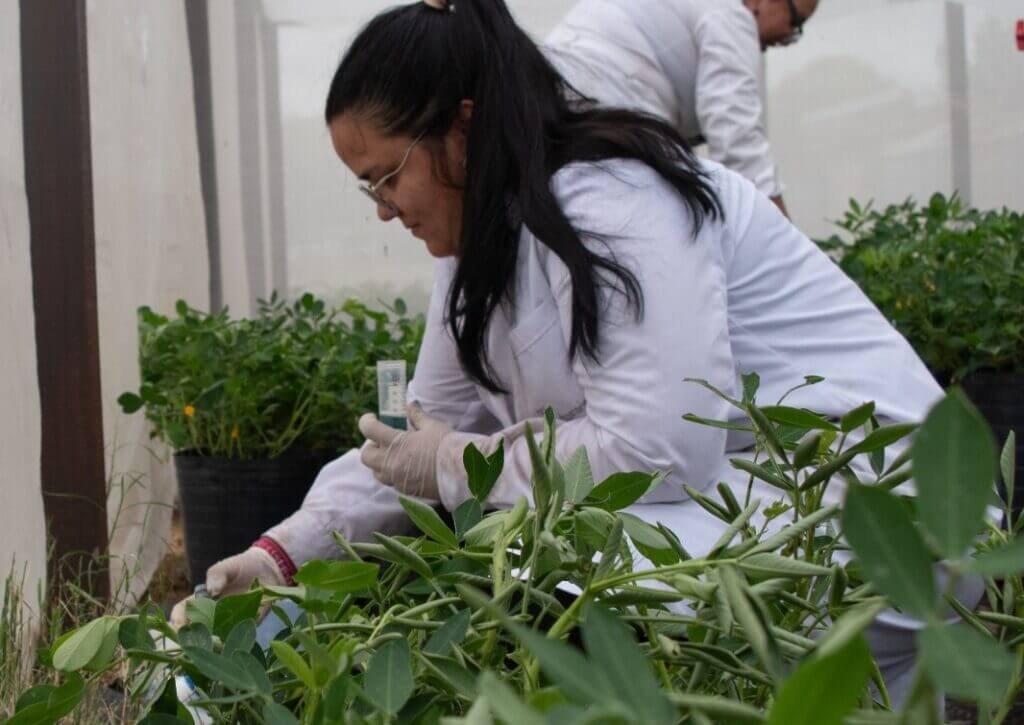 Plantas con distinto nivel de clorofila en condiciones de sequía