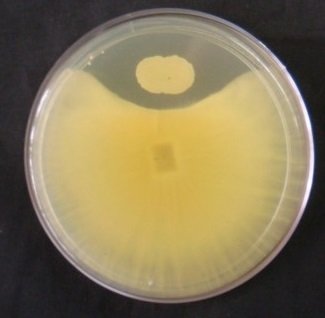 Inhibición de Fusarium por Burkholderia
