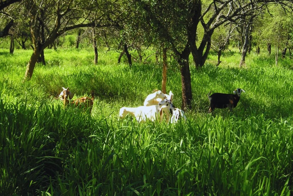 Un equipo de especialistas del INTA brinda asistencia técnica para la formulación de 40 planes de manejo en 12 provincias, con el objetivo de fortalecer la producción ganadera mediante prácticas que contribuyan a la conservación de la biodiversidad y los servicios ecosistémicos.