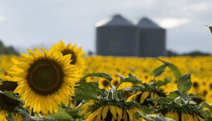 girasol siembra