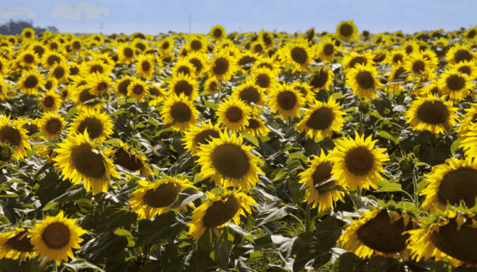 margenes girasol