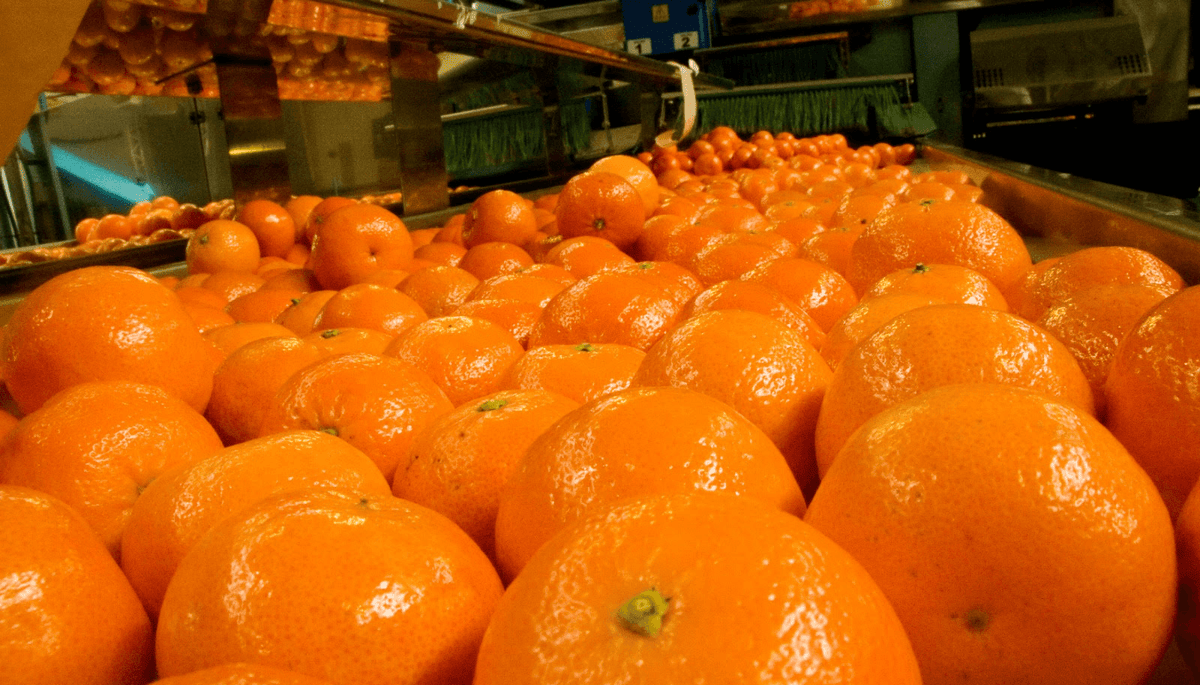 mandarinas industria