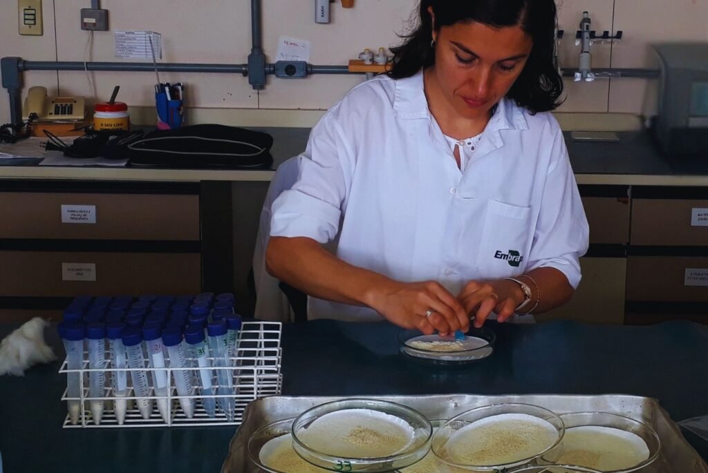 Un estudio realizado por investigadores del INTA, del Conicet y de Embrapa Soja aporta evidencias del impacto de una defoliación tardía en soja sobre la distribución de la composición química del grano dentro del canopeo del cultivo.