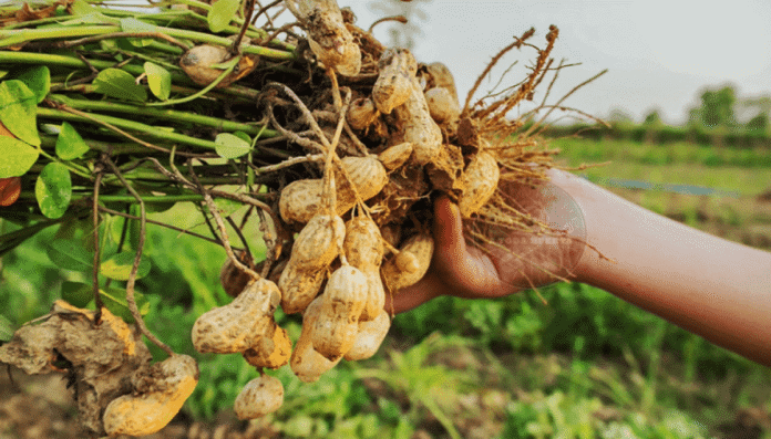 semaforo coninagro