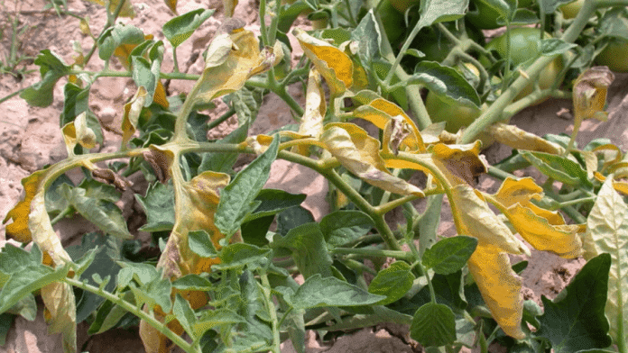 fusarium fauba