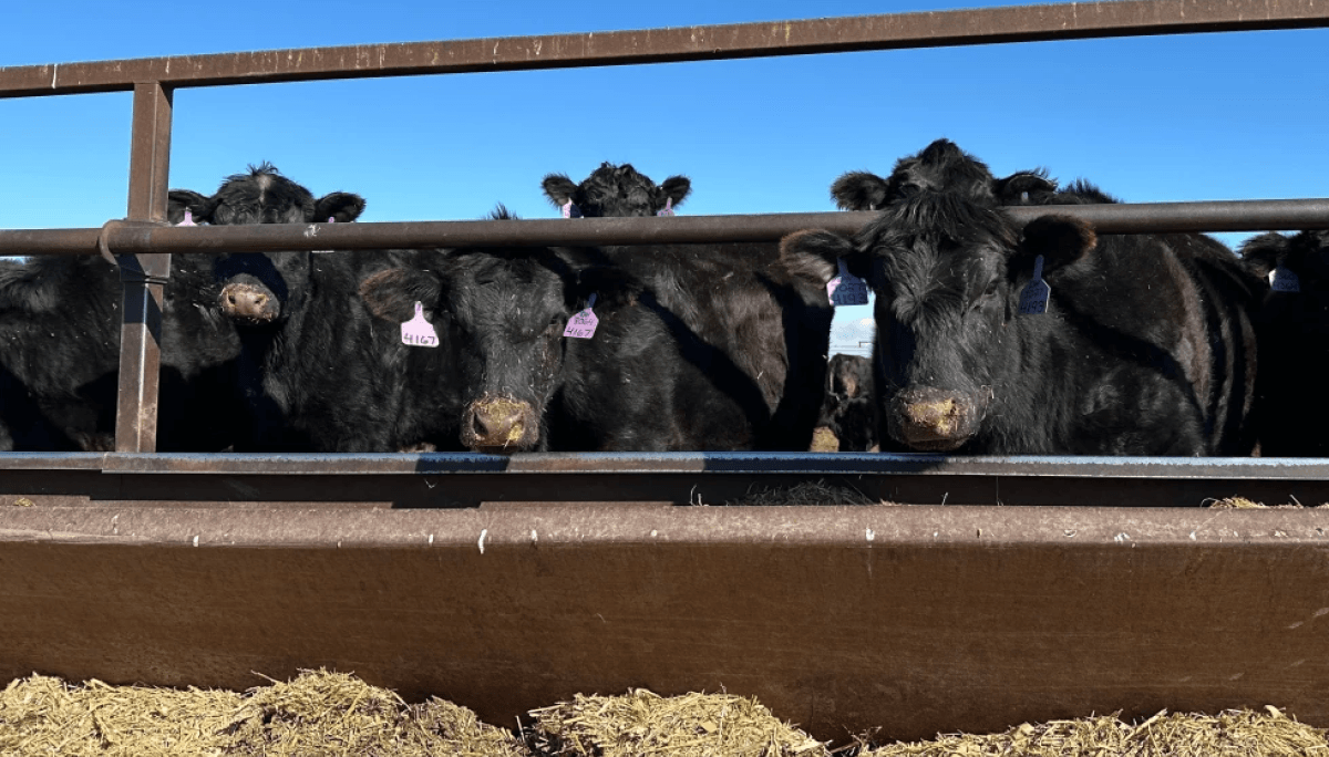 Argentina, a la espera: Trump anunció la importación de 300.000 toneladas de carne vacuna libre de araneles 1 reses eeuu ap