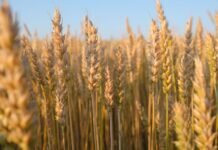 Trigo: Suben los costos y la siembra avanza con demoras por excesos hídricos