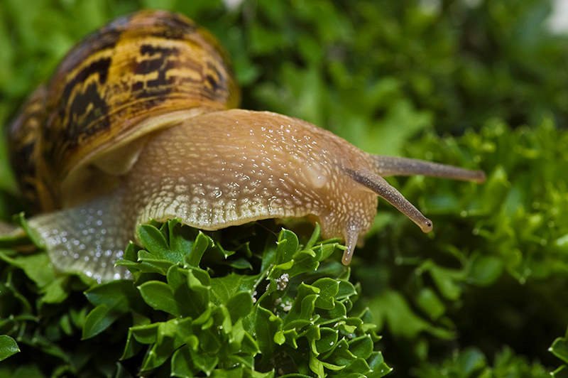 El exceso de humedad favorece hongos, caracoles y otros problemas en el jardín. Anabel Didlaukis explica qué hacer antes de la primavera.