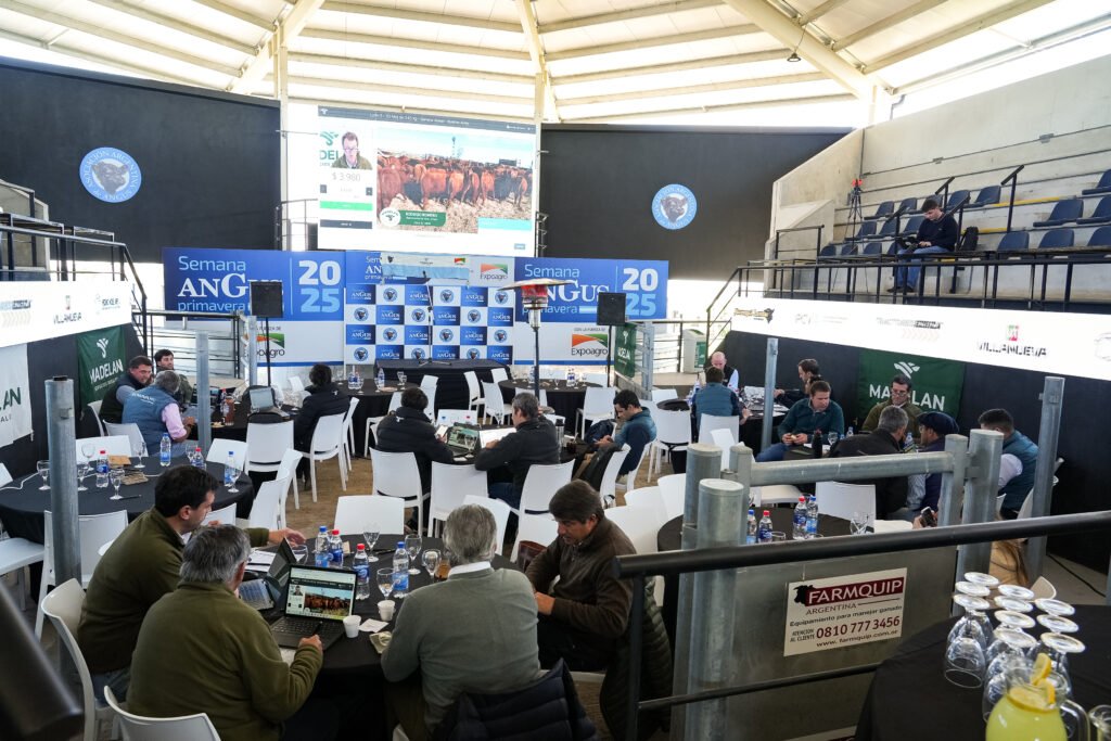 Del 21 al 25 de septiembre, el Centro de Remates y Exposiciones Angus será escenario de la Semana Angus de Primavera edición Banco Provincia, con la fuerza de Expoagro. Las principales cabañas del país llegarán para mostrar su genética y ocho casas consignatarias pondrán a la venta más de 60.