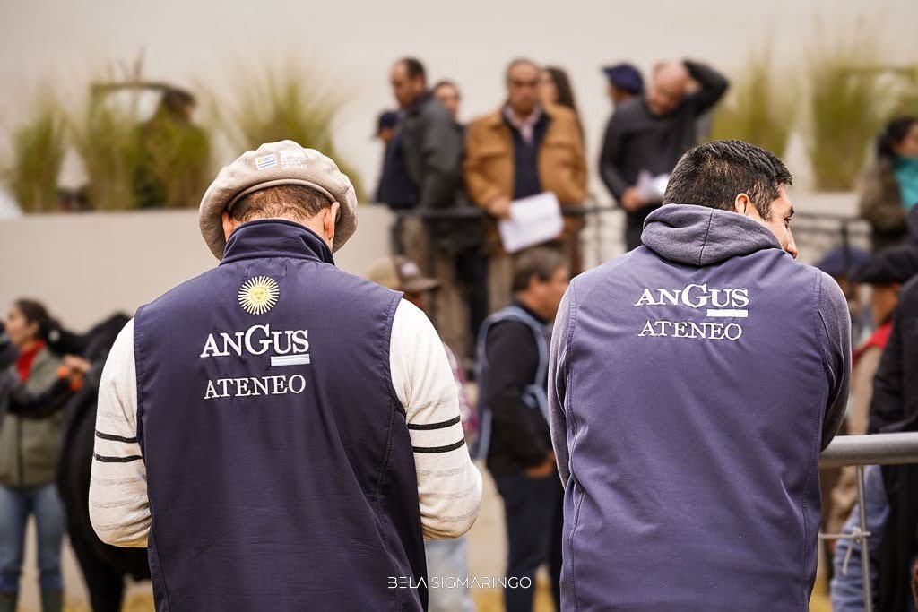 Del 21 al 25 de septiembre, el Centro de Remates y Exposiciones Angus será escenario de la Semana Angus de Primavera edición Banco Provincia, con la fuerza de Expoagro. Las principales cabañas del país llegarán para mostrar su genética y ocho casas consignatarias pondrán a la venta más de 60.