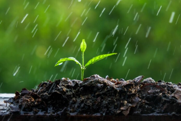 El exceso de humedad favorece hongos, caracoles y otros problemas en el jardín. Anabel Didlaukis explica qué hacer antes de la primavera.