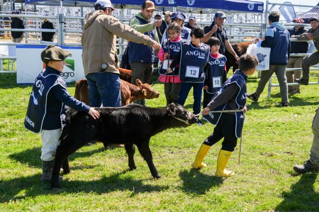 Del 21 al 25 de septiembre, el Centro de Remates y Exposiciones Angus será escenario de la Semana Angus de Primavera edición Banco Provincia, con la fuerza de Expoagro. Las principales cabañas del país llegarán para mostrar su genética y ocho casas consignatarias pondrán a la venta más de 60.